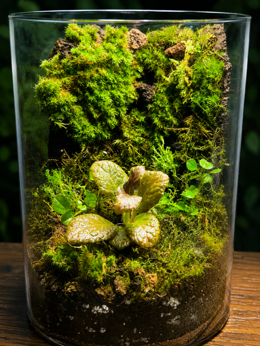 The Mossy Cliff 