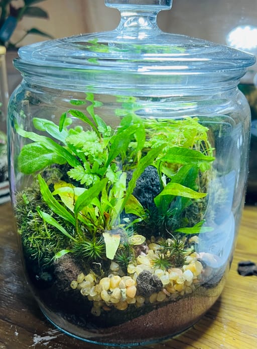 Forest Jar Sanctuary