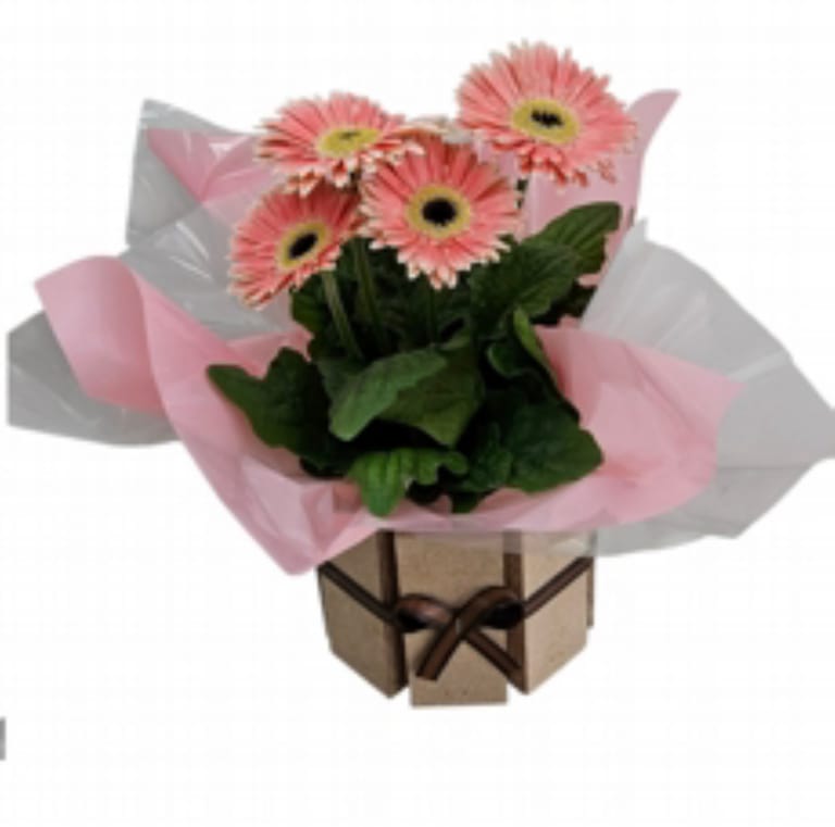 Gerbera Cor De Rosa Plantada