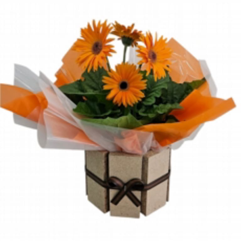 Gerbera Cor Laranja Plantada