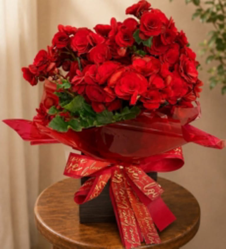 Begonia Vermelha