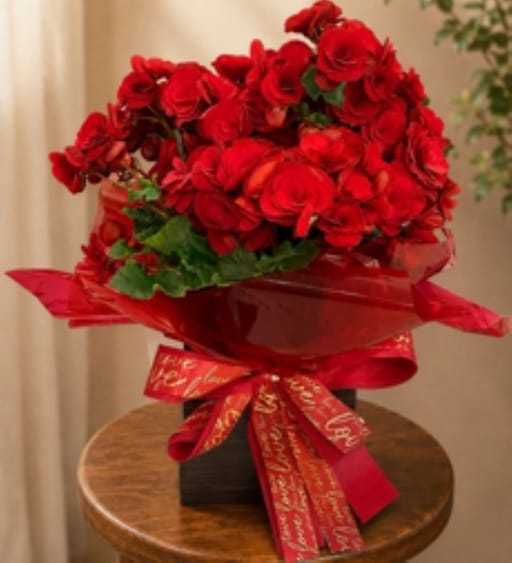 Begonia Vermelha