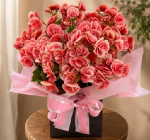 Begonia Rosa