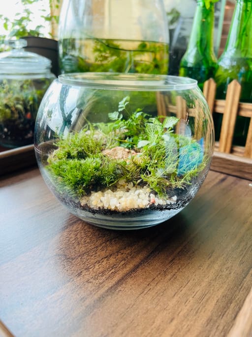 Serenity Bowl Terrarium