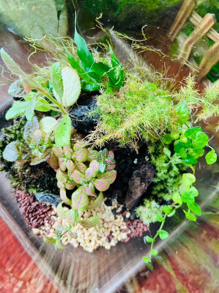 The Woodland Meadow Terrarium - Image 3