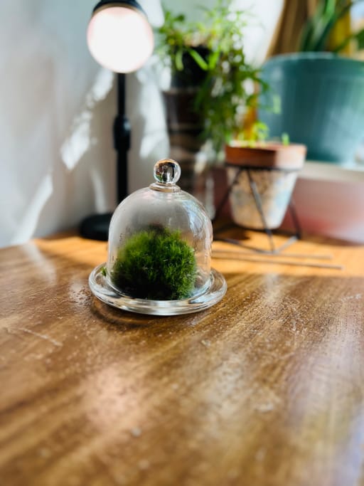 Mini Glass Cloche  Mossarium 
