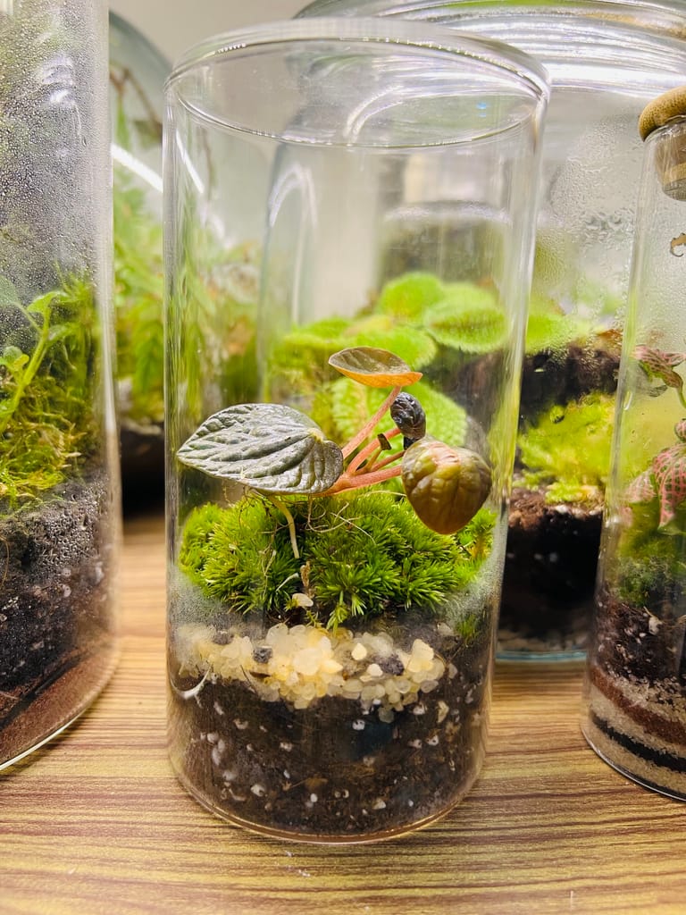 The Forest Sentinel Terrarium - Image 2
