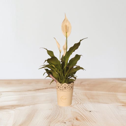 Peace Lily  Plant 