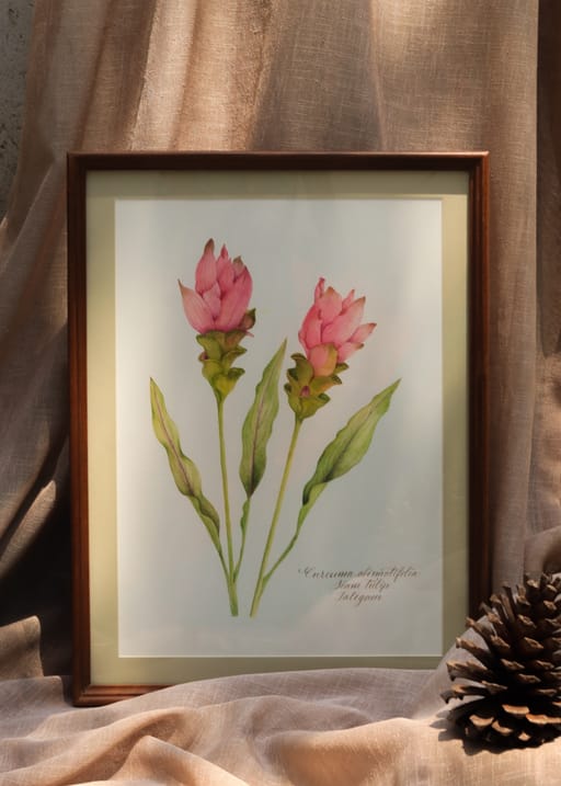 Siam Tulip A4 