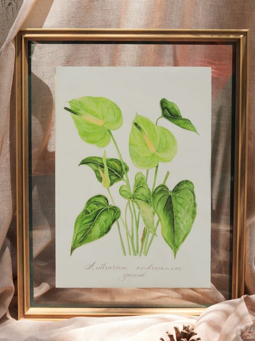 Green Anthurium