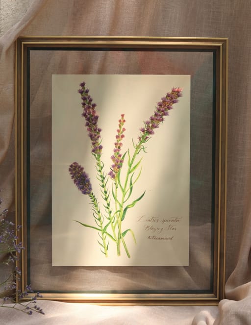Liatris spicata