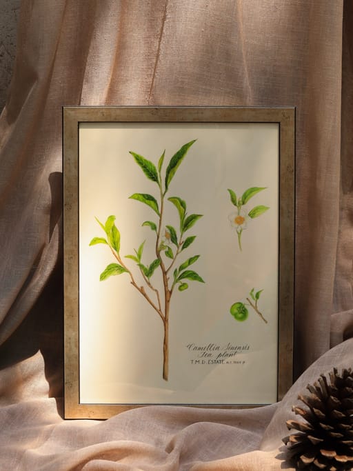 Camellia Sinesis