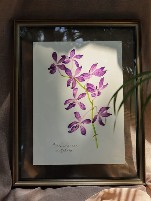 Orchid Voilet