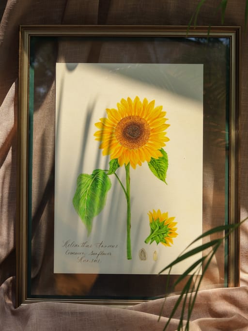 Sunflower