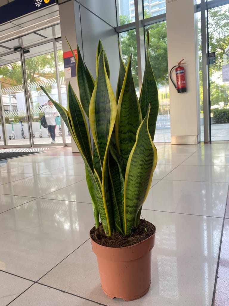 Snake Plant - Image 1