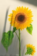 صورة 2