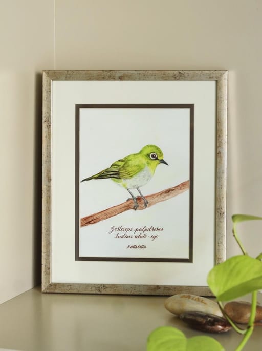 Oriental white eye 