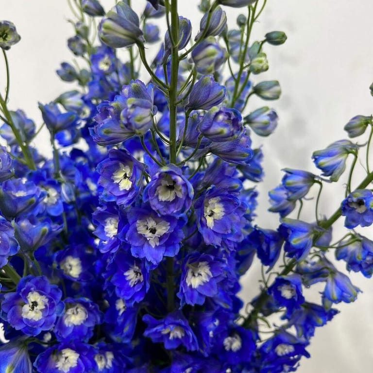 Blue Delphinium Vase-A51 - Image 2