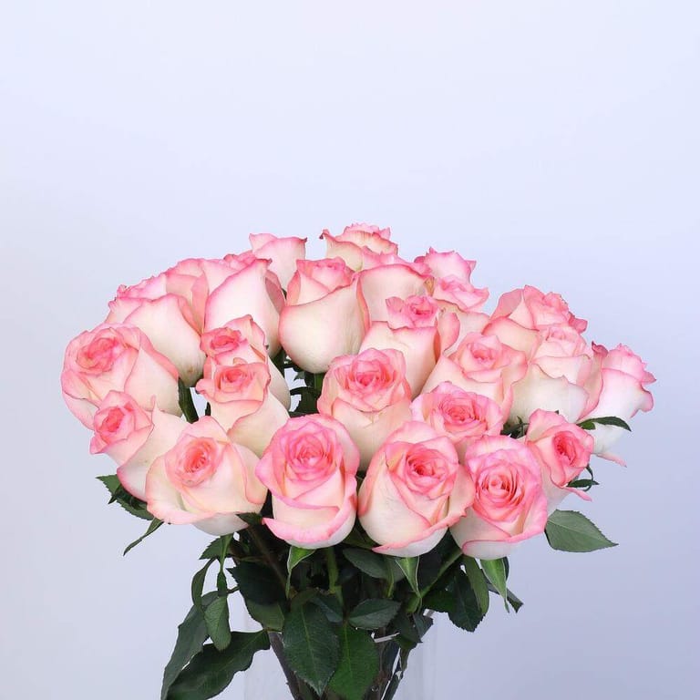 21 Pink Jumilia Rose Vase-A78 - Image 2