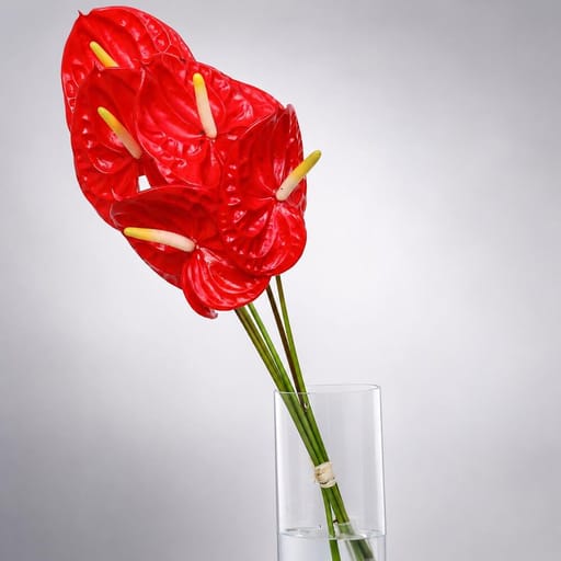5 Red Anthurium Vase-A89