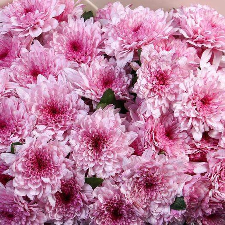 11 Pink Chrysanthemum Bouquet-A96 - Image 3