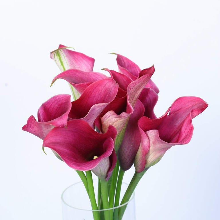 9 Dak Pink Calla Lily Vase-A88 - Image 3