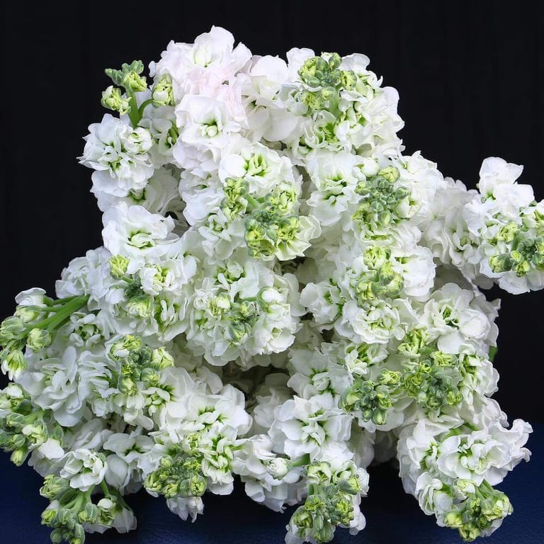 21 White Matthiola Flower Bouquet-A97 - Image 5