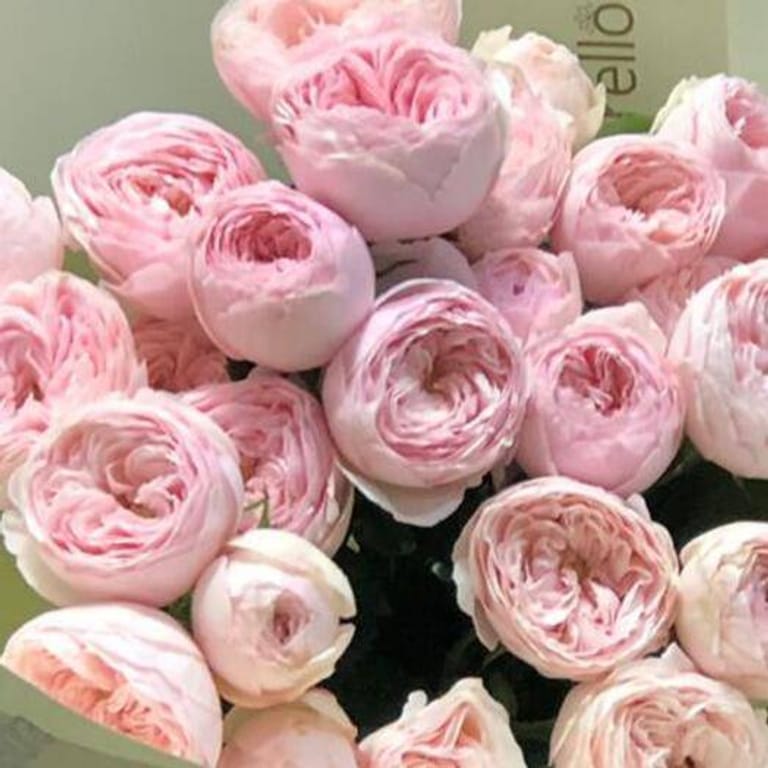 11 Mansfeild Park Peony Rose Bouquet-A146 - Image 3