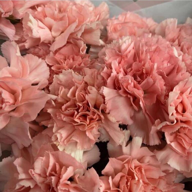 21 Pink Carnation Bouquet-A137 - Image 4