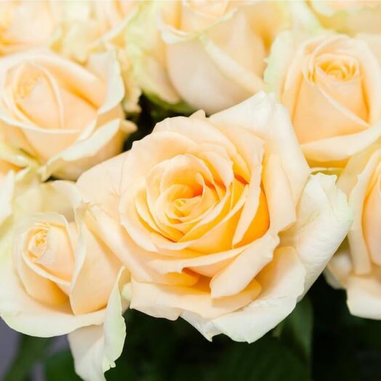 51 Peach Roses Bouquet-A174 - Image 5