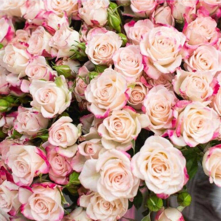 51 Luxury Reflex Spray Rose Bouquet-A188 - Image 5
