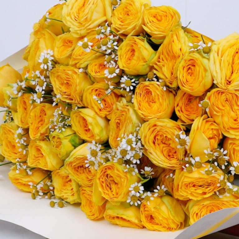 15 Premium Yellow Peony Roses-A293 - Image 5