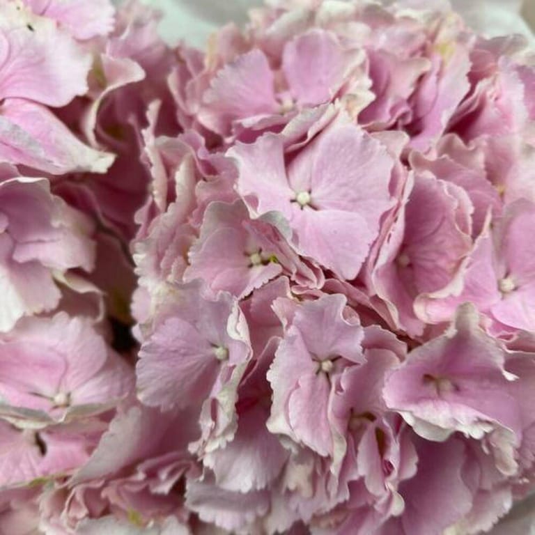 3 Pink Hydrangeas Luxury Bouquet-A791 - Image 3