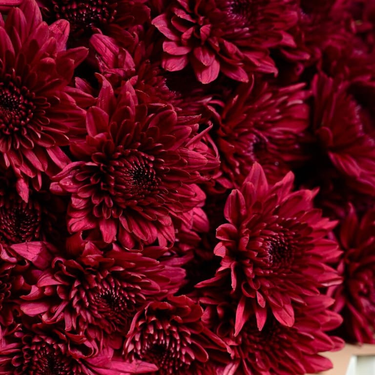 Burgundy Chrysanthemum Elegant Bouquet-A1080 - Image 2
