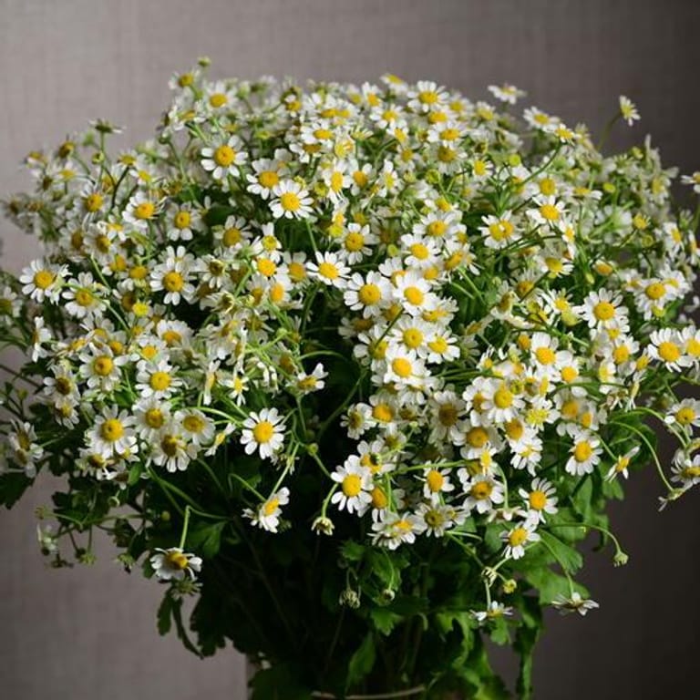 15 Daisy Tanacetum Flowers In Glass Vase-A1133 - Image 3