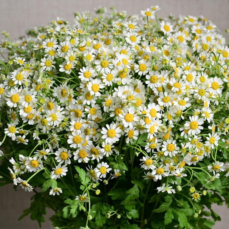 25 Daisy Tanacetum Flowers In Glass Vase-A1131 - Image 3