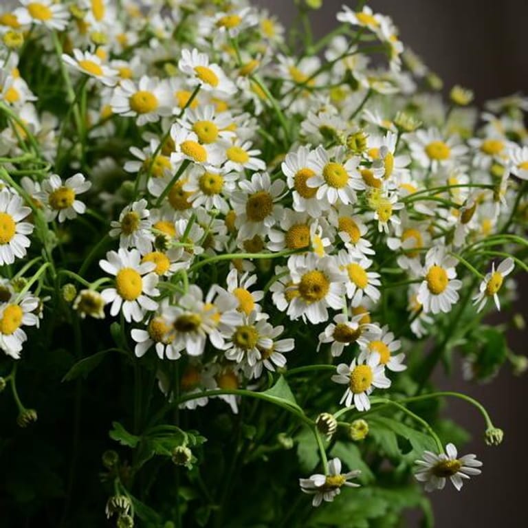 15 Daisy Tanacetum Flowers In Glass Vase-A1133 - Image 4