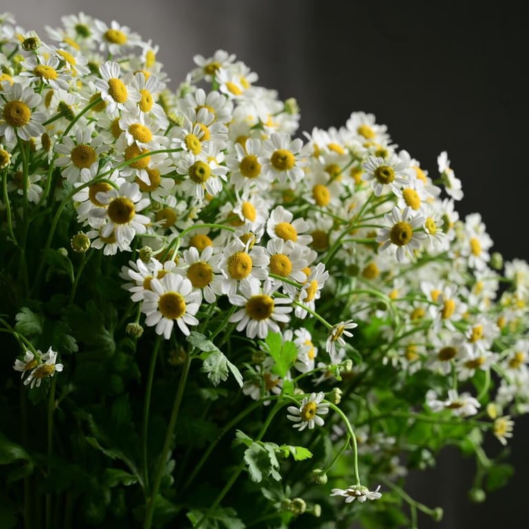 25 Daisy Tanacetum Flowers In Glass Vase-A1131 - Image 4