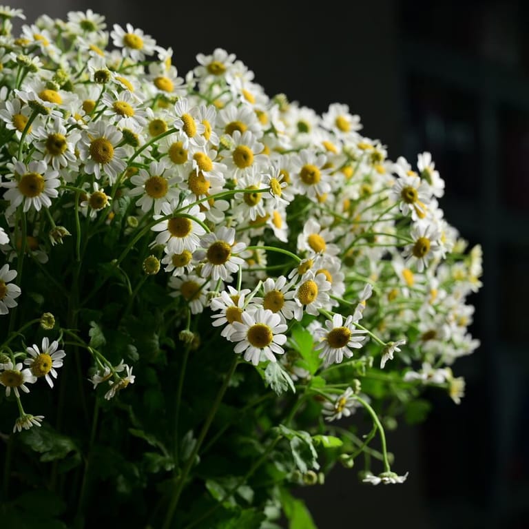 25 Daisy Tanacetum Flowers In Glass Vase-A1131 - Image 6