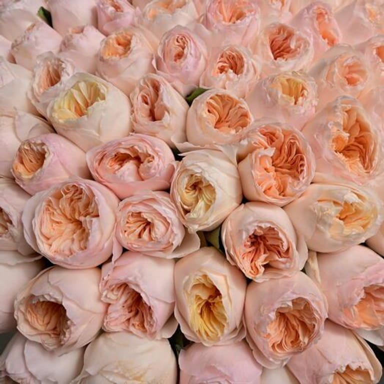 101 David Austin Roses Grand Luxury Bouquet-A1223 - Image 6