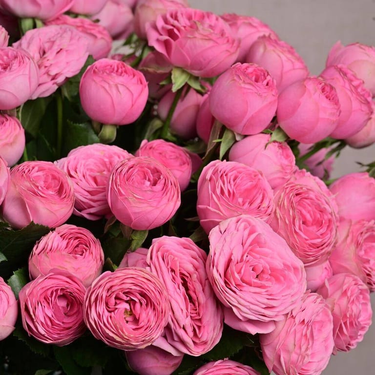 25 Giselle Pink Peony Roses In Luxury Vase-A1313 - Image 4