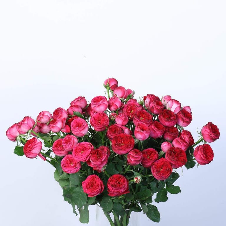 Pink Spray Peony Rose Vase-A77 - Image 2