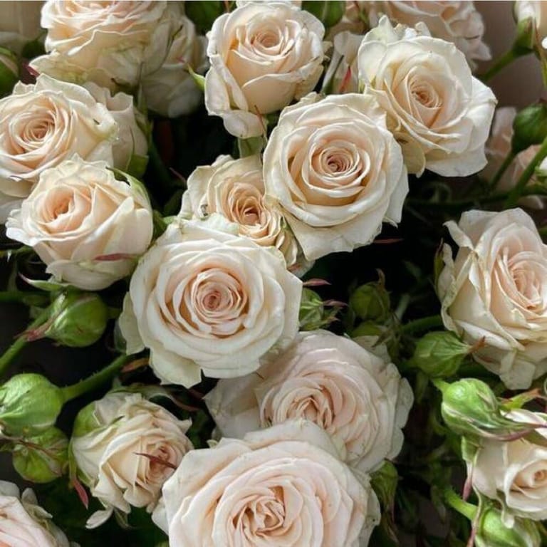 Elegant Cream Spray Rose Bouquet-A103 - Image 2