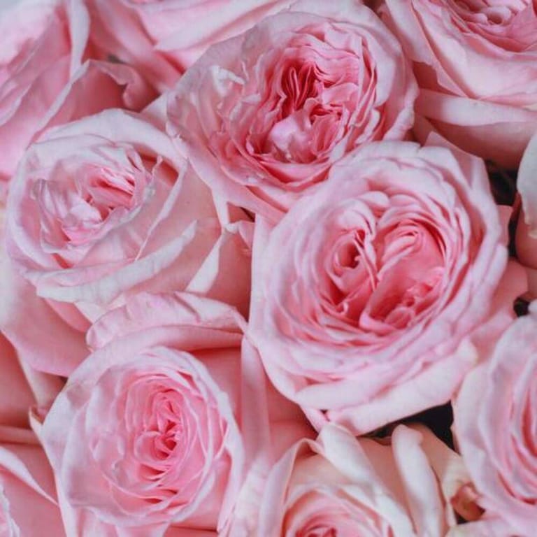Scented Pink OHara Roses Luxury Bouquet-A735 - Image 5