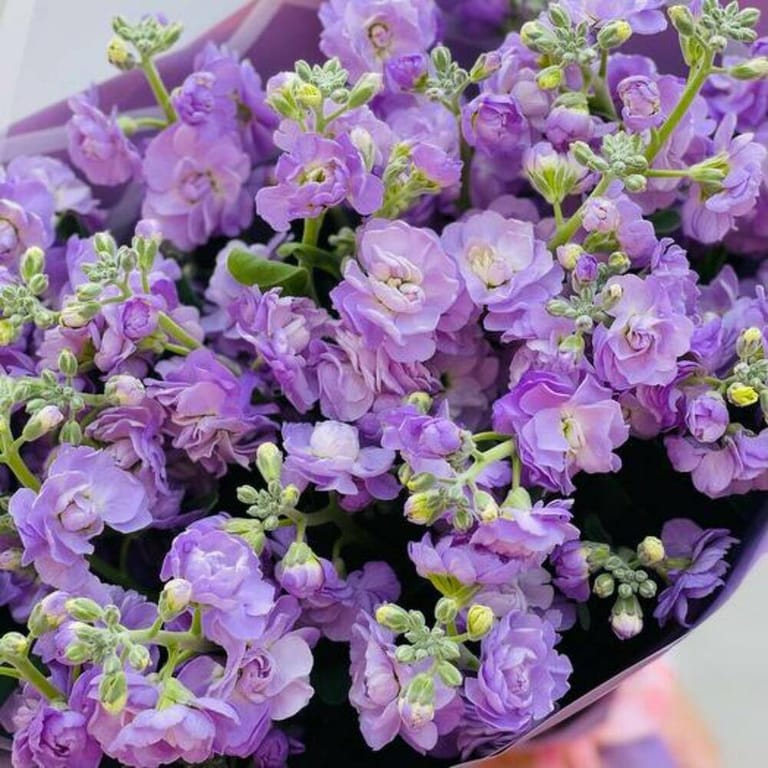 Purple Matthiola Luxury Bouquet-A739 - Image 4
