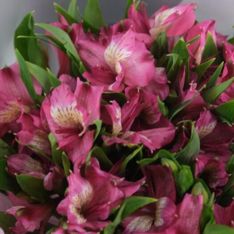 Pink Alstroemeria Bouquet-A929 - Image 3