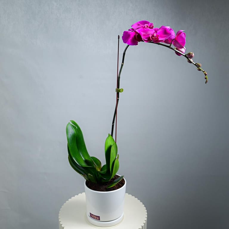 Purple Phalaenopsis Orchid Plant In White Pot-A982 - Image 2