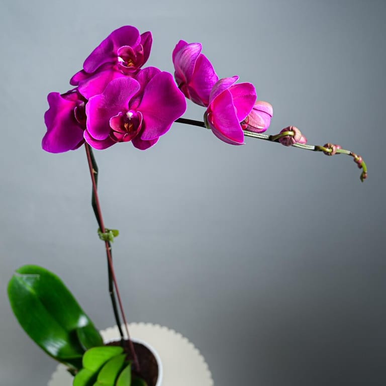 Purple Phalaenopsis Orchid Plant In White Pot-A982 - Image 3