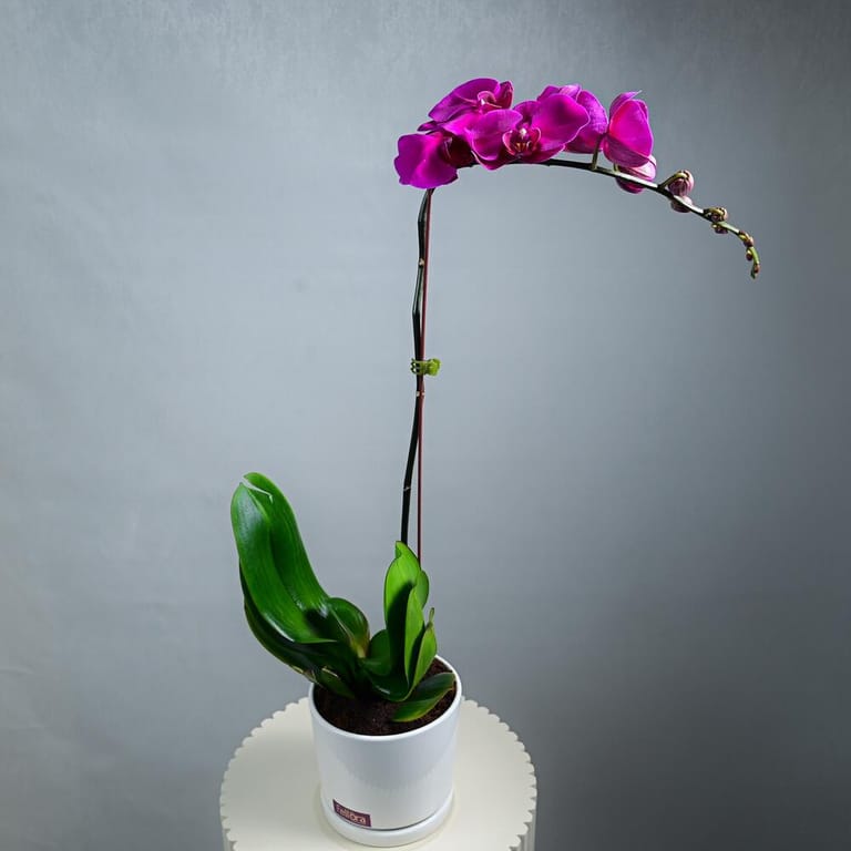 Purple Phalaenopsis Orchid Plant In White Pot-A982 - Image 4
