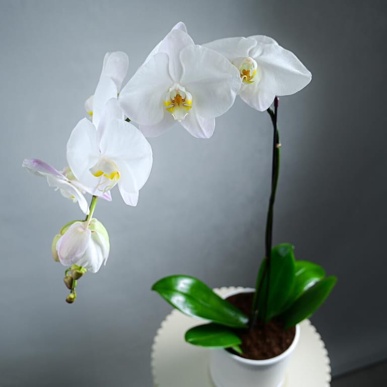 White Phalaenopsis Orchid Plant In White Pot-A983 - Image 2